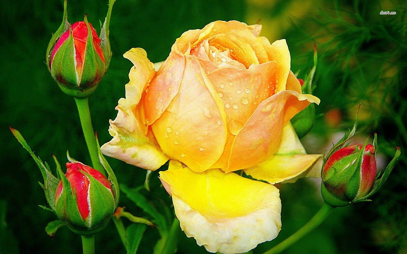 ~ Beautiful Yellow Queen Rose ~, Yellow, Love, Red, Beautiful flowers, bonito, Beautiful roses, Nature, Green, Flowers, Roses, HD wallpaper