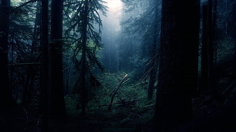 Dark forest, trees, moonlight, plants, foliage, Nature, HD wallpaper |  Peakpx