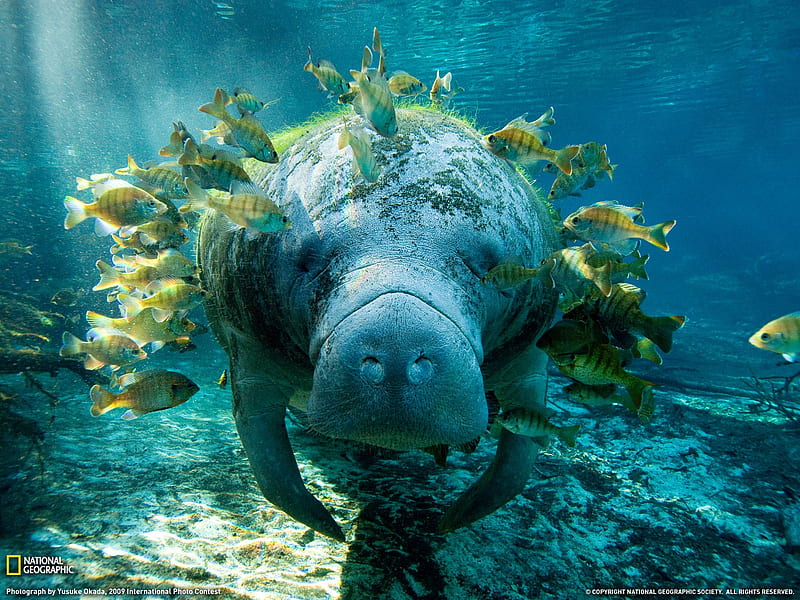 Manatee and Fish- National Geographic selected, HD wallpaper