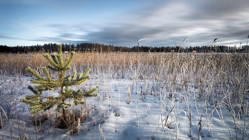 evergreen sapling in a snow covered field, snow, wheat, evergreen, field, winter, HD wallpaper