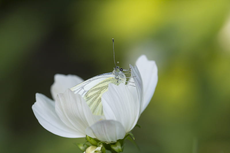 Selective Focus Of White Brimstone Butterfly On White Petaled Flower, HD wallpaper