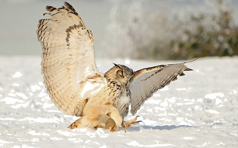 *** Owl hunting ***, zwierzeta, sowa, ptaki, polujaca, HD wallpaper