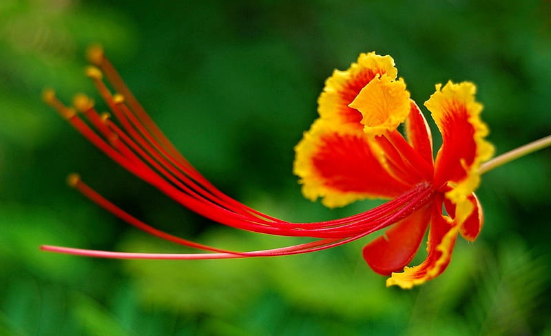 Flor exótica, flor, amarilla, roja, srange, Fondo de pantalla HD | Peakpx