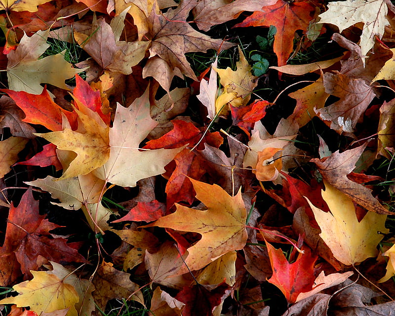 Autumn leafs, red, rosu, autumn, red, feuilles, toamna, galben, leafs, otono, leaves, automne, rouge, frunze, HD wallpaper