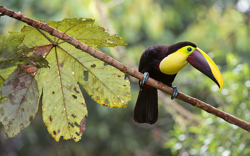 toucan, beautiful bird, tropical forest, South America, Mexico, Ramphastidae, HD wallpaper