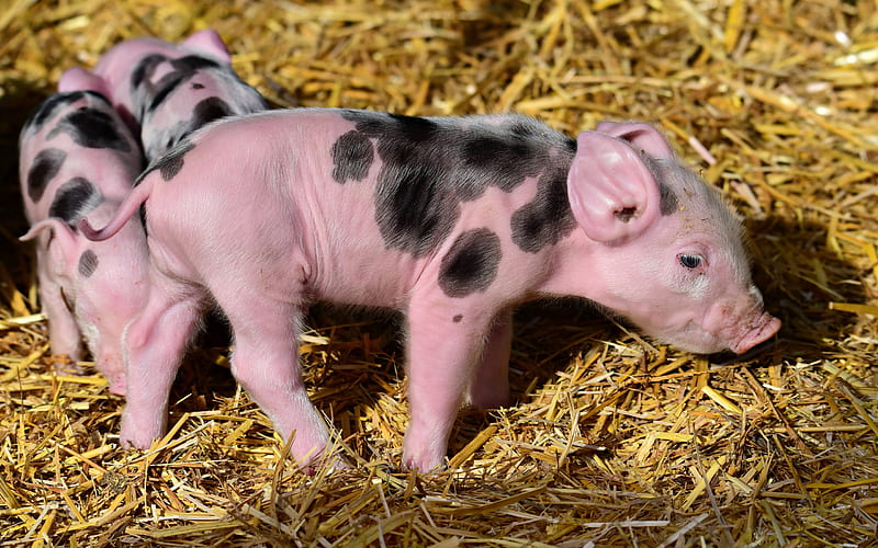 pink pig, hay, farm, little pig, funny animals, pigs, HD wallpaper
