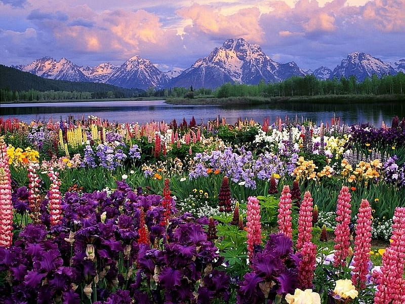 Beautiful Flowers, Trees, Flowers, Snapdragons, Clouds, Sky, Lake, HD wallpaper