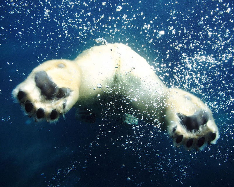 Polar Bear Plunge, bear, plunge, water, white, HD wallpaper