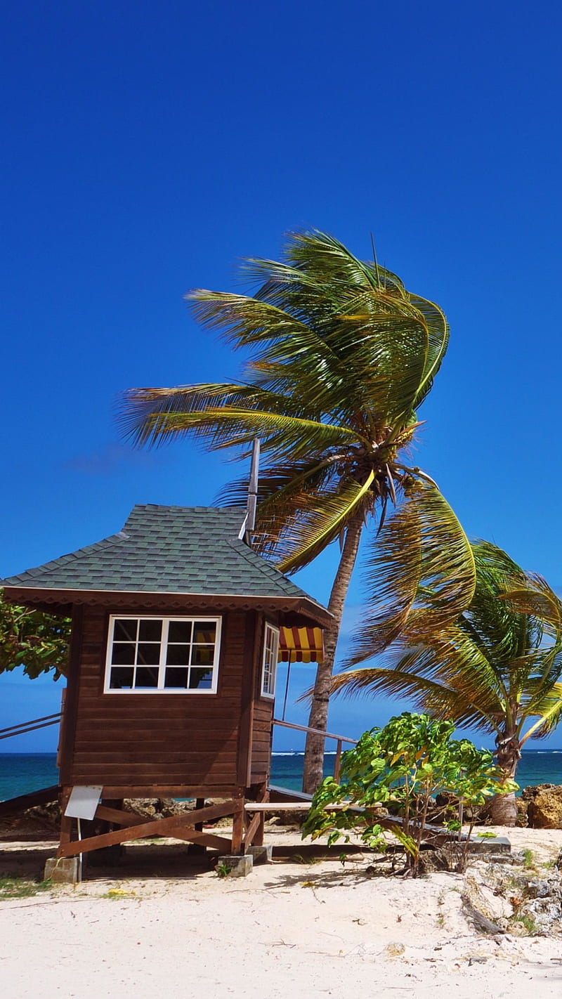 Tropical Beach , palm tree, wooden house, HD phone wallpaper
