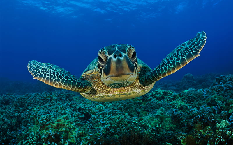 Turtle, sea life, marine life, ocean, nature, tortoise, HD wallpaper