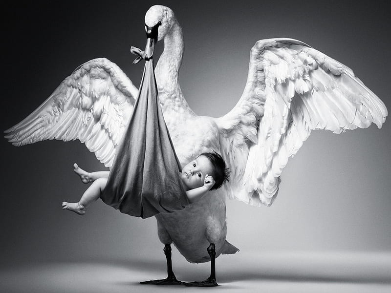 Anyone notice something wrong with this ?, wings, bird black and white, baby, HD wallpaper