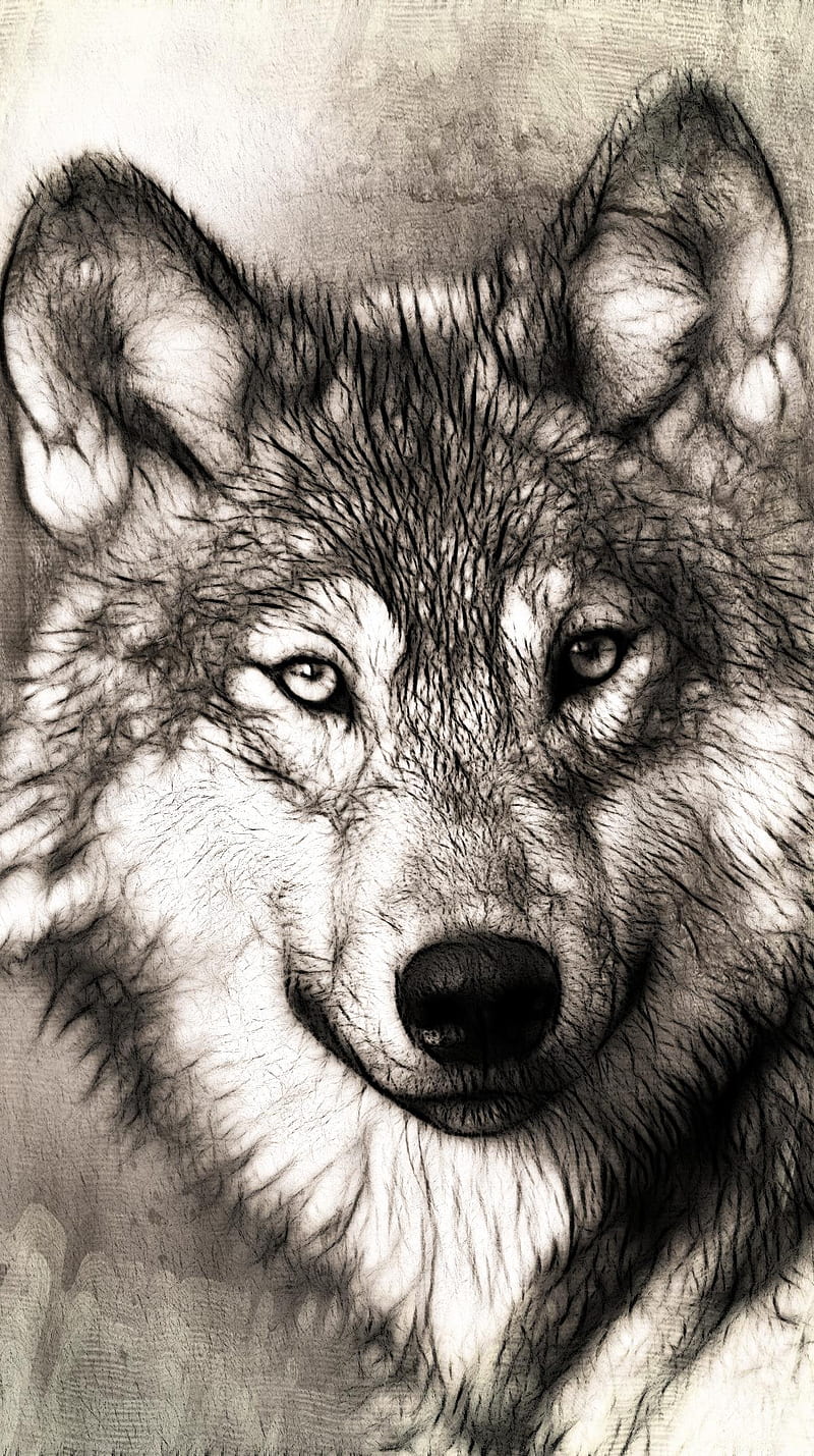 Wolf Portrait, animal, art, black and white, cool, nature, wolf, HD phone wallpaper