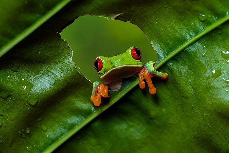 Frogs, Red Eyed Tree Frog, Amphibian, Frog, Red-Eyed Tree Frog, HD wallpaper