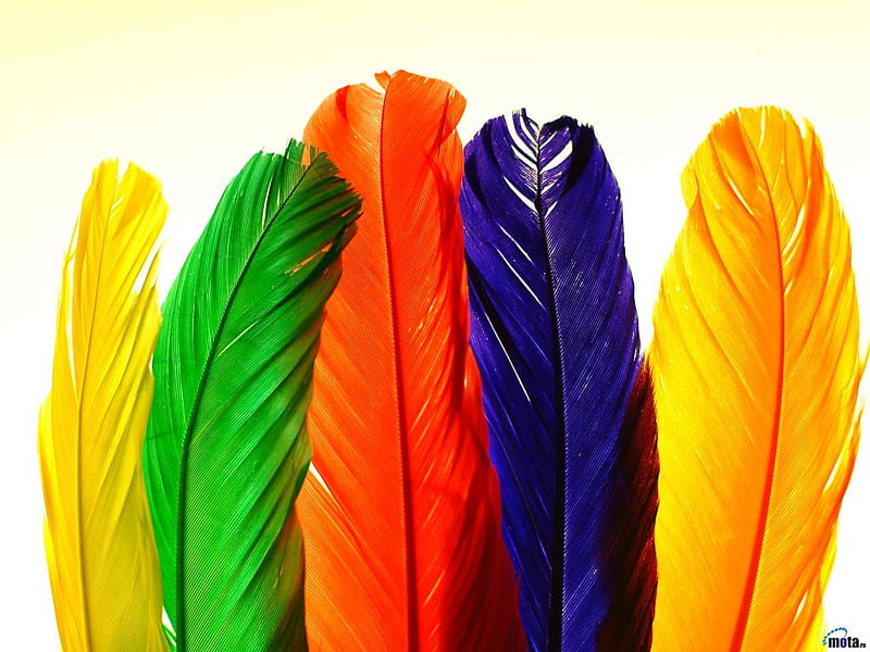 Feathers, bird, feather, color, rainbow, abstract, HD wallpaper