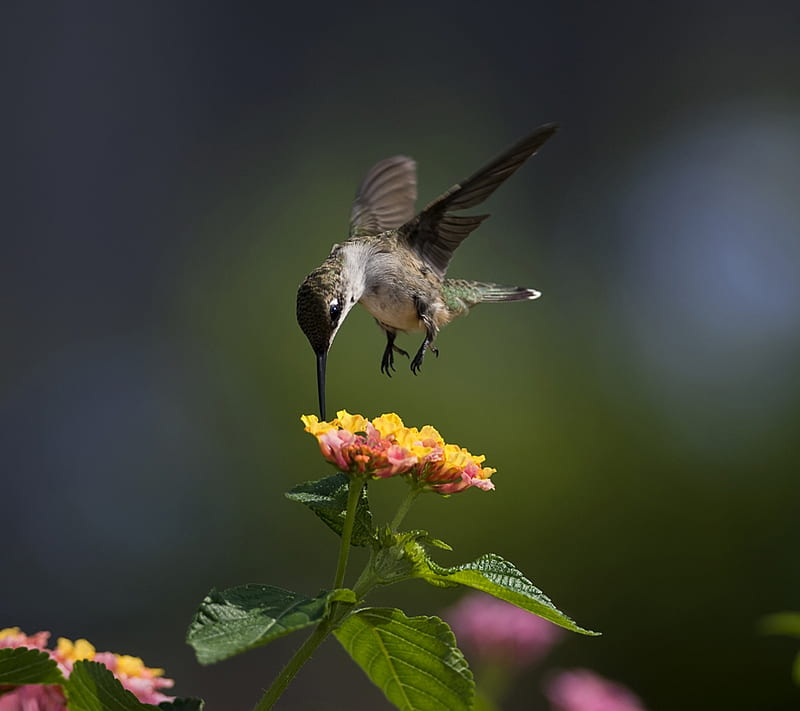 Hummingbird 2, animal, bird, colorful, flight, fly, nature, nectar, vivid, HD wallpaper