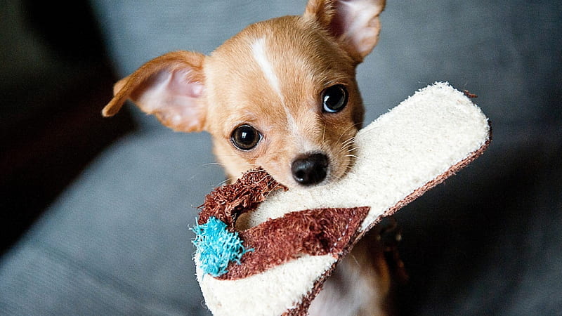 Chihuahua Puppies, chihuahua, animals, dogs, cute, HD wallpaper