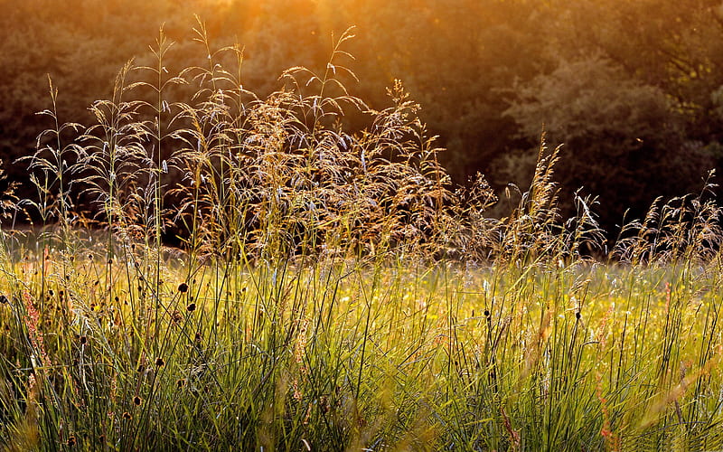 morning dew grass-Beautiful summer landscape, HD wallpaper