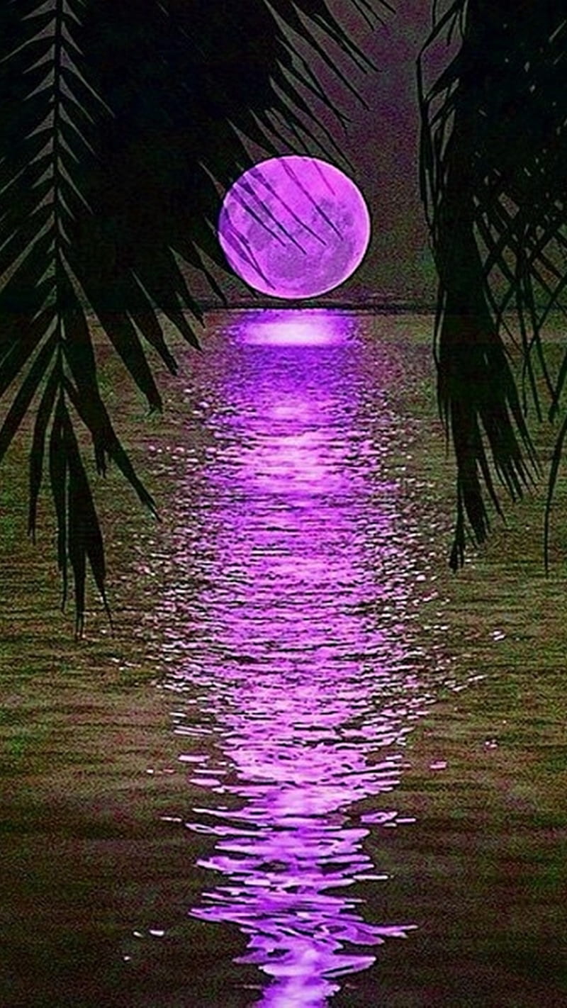 Paradise Full Moon, full moon, paradise, HD phone wallpaper