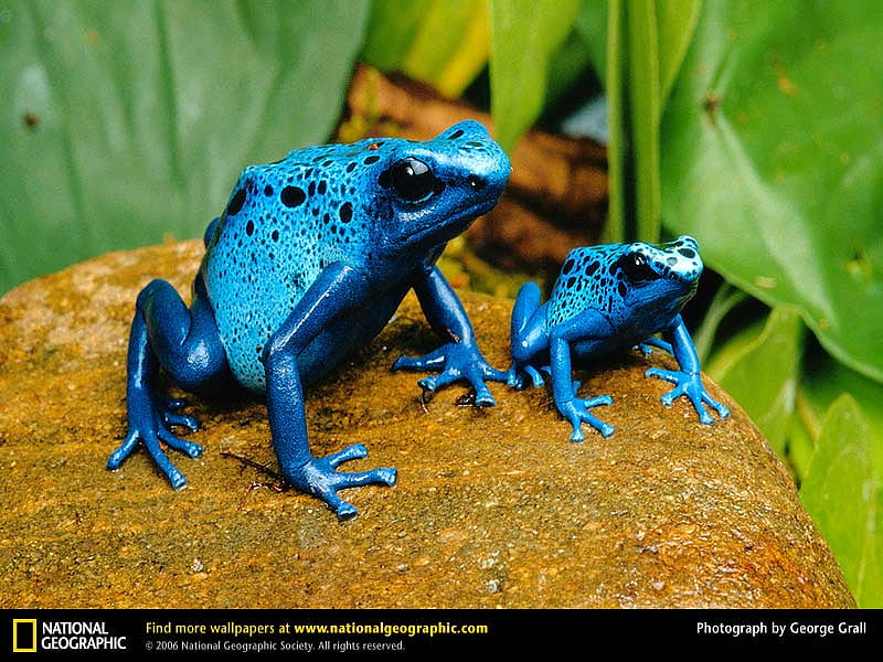 Blue Poison Dart Frogs, frogs, frog, poison dart frogs, amphibians, blue poison dart frog, poison dart frog, animals, poison dart, HD wallpaper