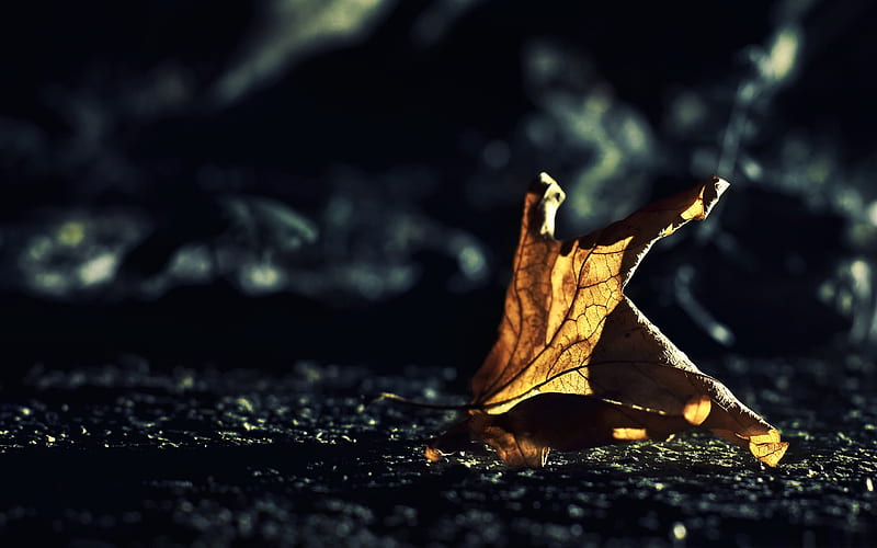 dried leaf bokeh-autumn of natural scenery, HD wallpaper