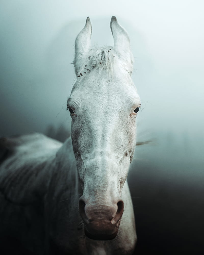 white horse head in close up graphy, HD phone wallpaper
