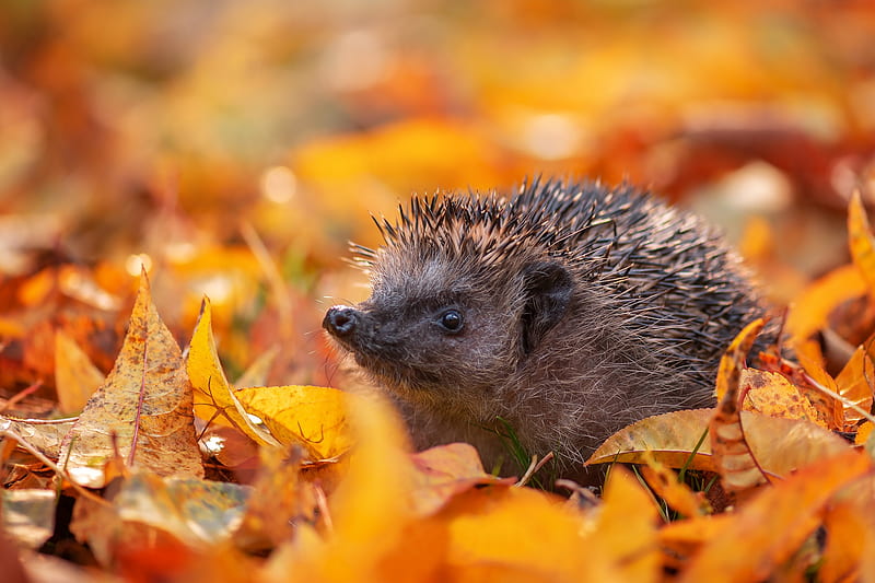 Animal, Hedgehog, Fall, Leaf, Wildlife, HD wallpaper