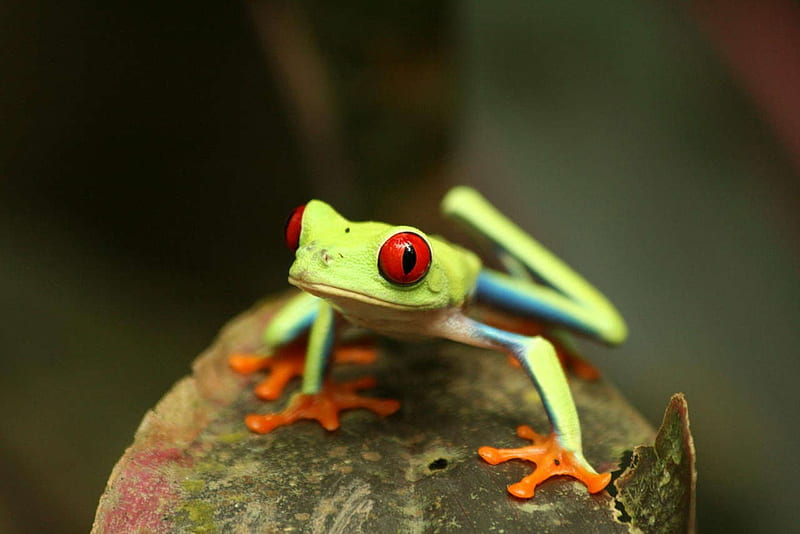 Little green Frog, frog, nature, green, animal, HD wallpaper | Peakpx