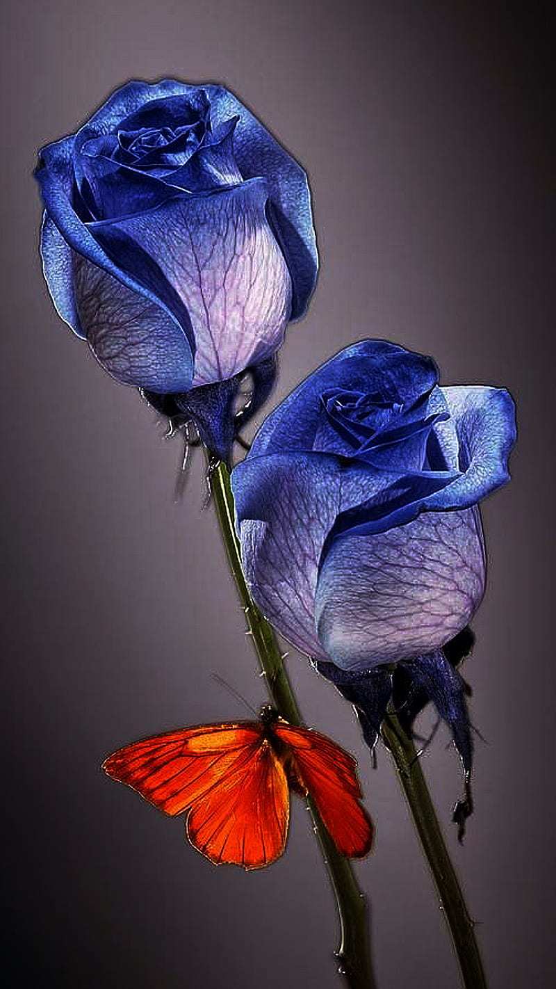 Blue roses, butterfly, rose, HD phone wallpaper