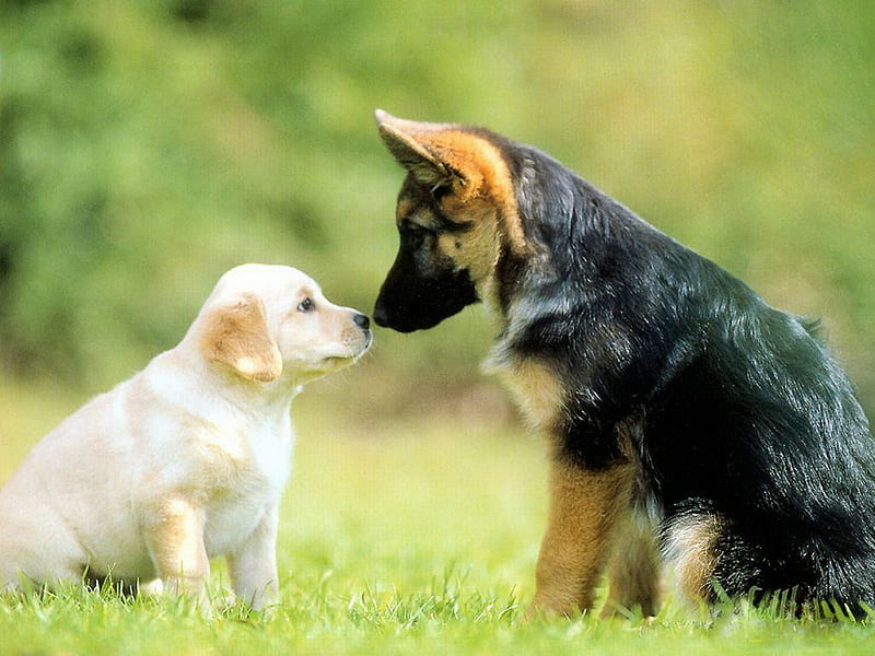 Friends..., grass, kiss, puppy, dog, sweet, HD wallpaper