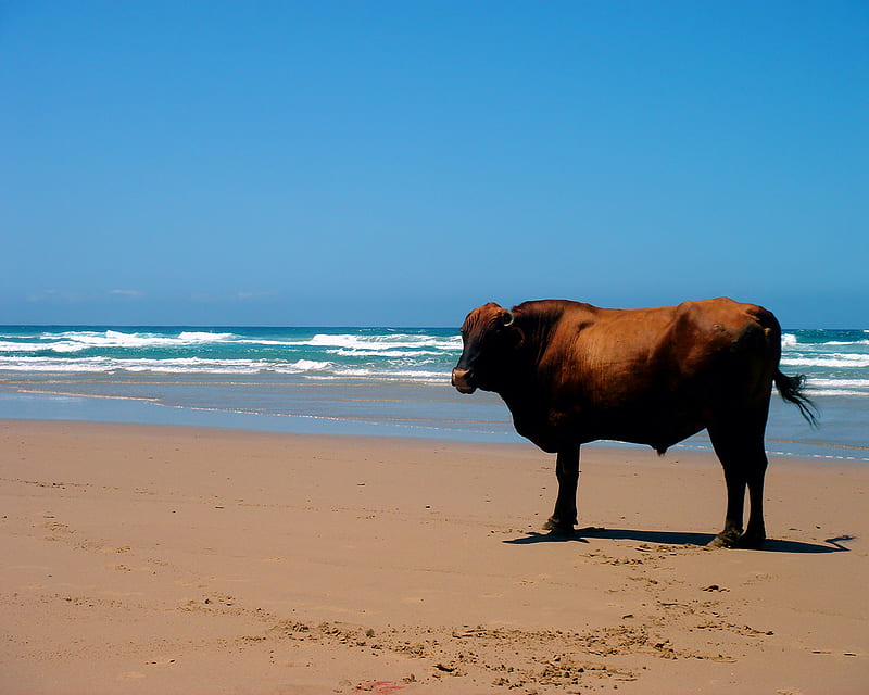 Cow on a Beach, farm, beach, water, cow, ocean, funny, sky, sea, HD wallpaper