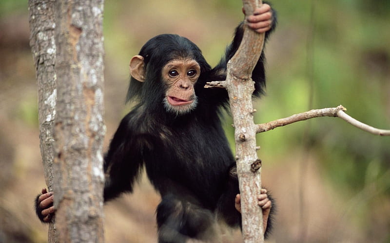 Chimpanzee, primate, black, tree, HD wallpaper