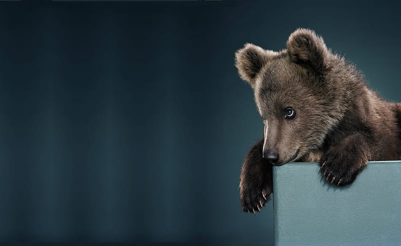 Bear cub, cute, urs, bear, paw, cub, animal, blue, HD wallpaper