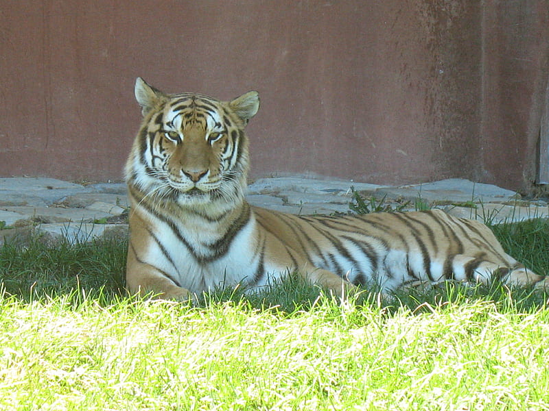 tiger, beauty, animal, relax, HD wallpaper