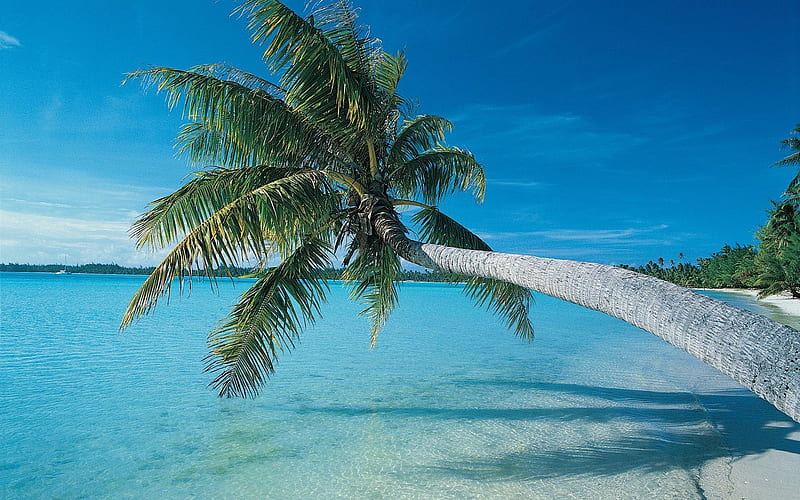 inclined to the growth of palm trees beach, HD wallpaper