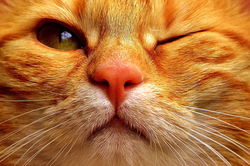 Winking kitten, orange, ginger, cat, animal, cute, wink, funny, face, kitten, pisica, HD wallpaper