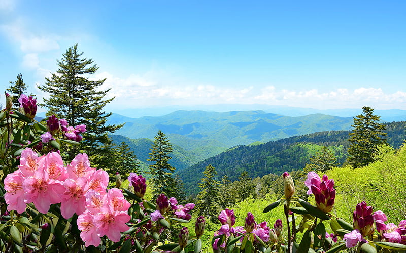 Mountain azaleas, flowers, azaleas, bonito, meadow, hills, USA, view, bloom, sky, green, summer, ridge, HD wallpaper