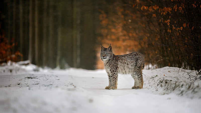 Lynx Is Standing On Snow In Blur Forest Background Animals, HD wallpaper |  Peakpx