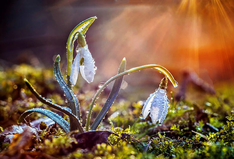 Under the spring sun, sun, wet, rays, flowers, bonito, spring, snowdrops, morning, HD wallpaper