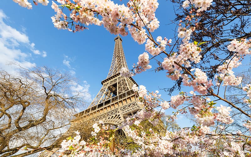Paris, Eiffel Tower, Monuments, France, Spring, Monument, Blossom, , Pink Flower, HD wallpaper