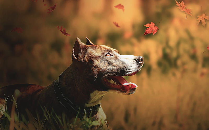 american staffordshire terrier, brown dog, domestic dog, autumn, terrier, HD wallpaper