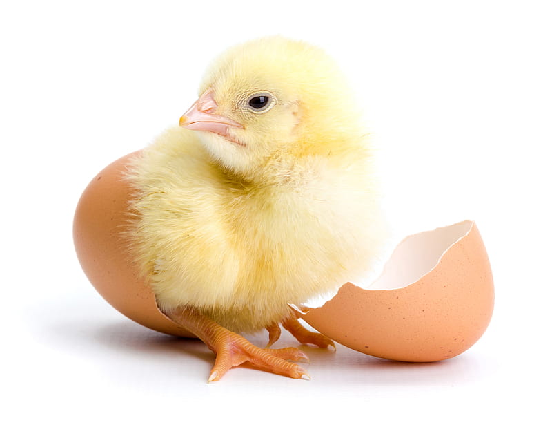 Chick, chicken, pasare, yellow, easter, card, cute, egg, bird, white, HD wallpaper