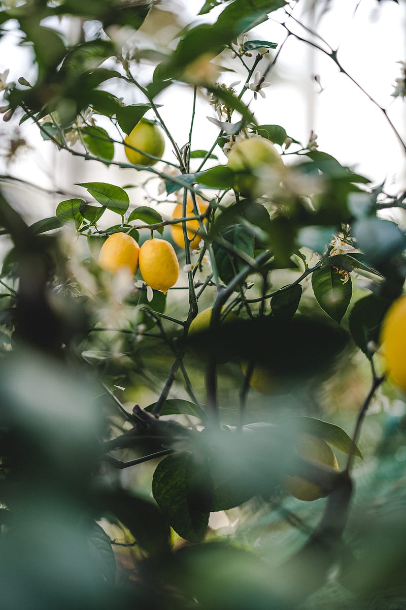 lemon, fruit, plant, leaves, HD phone wallpaper