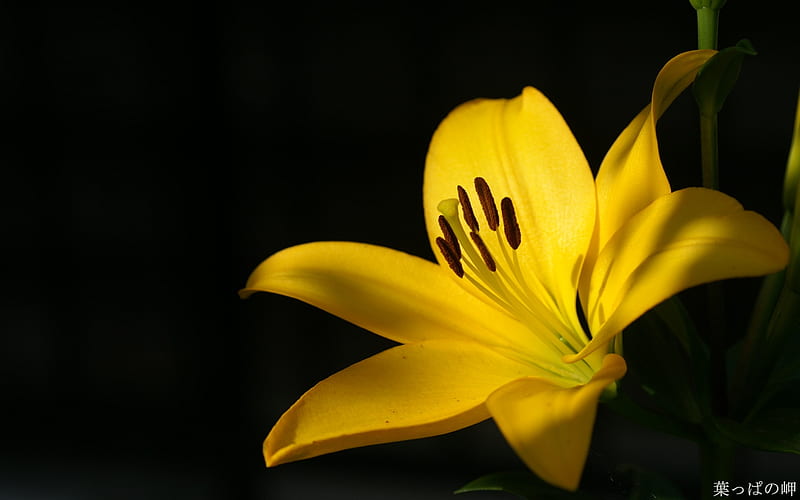 Yellow lily - Digital Cameras Flowers graphy, HD wallpaper