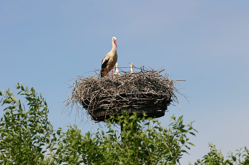 Stork family, storks, birds, animals, other, HD wallpaper