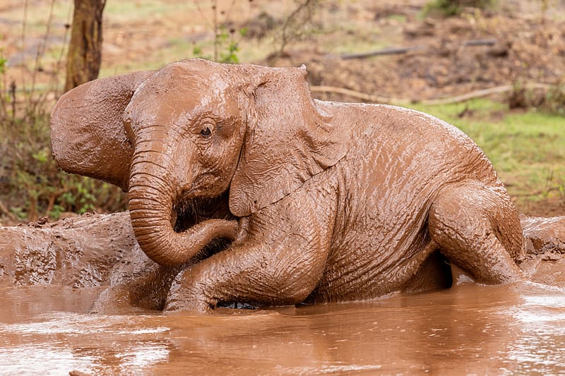 Infant African Elephant having a Mud Bath, animal, nature, mud, elephant, HD wallpaper