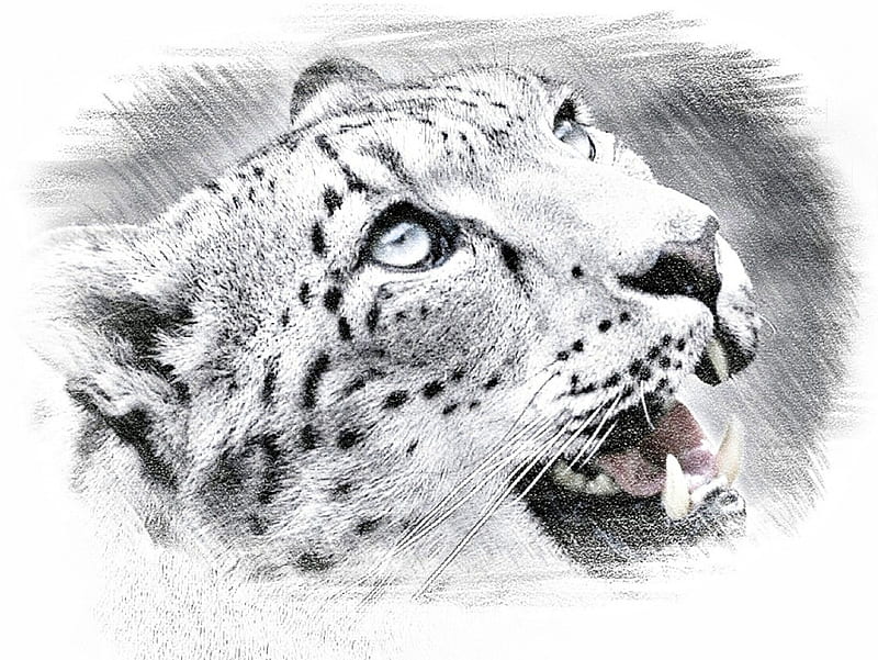 Dibujo a lápiz de leopardo, bosquejo, lápiz, leopardo, naturaleza, Fondo de  pantalla HD | Peakpx