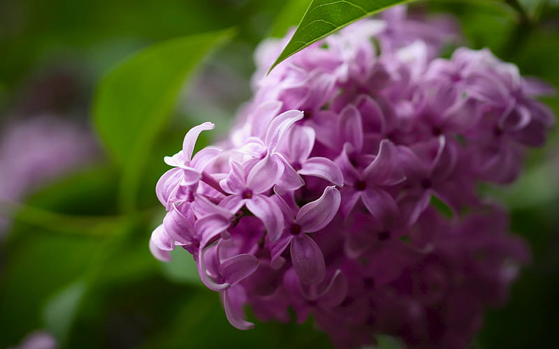 lilac, purple spring flowers, branch of lilac, spring, purple floral background, HD wallpaper