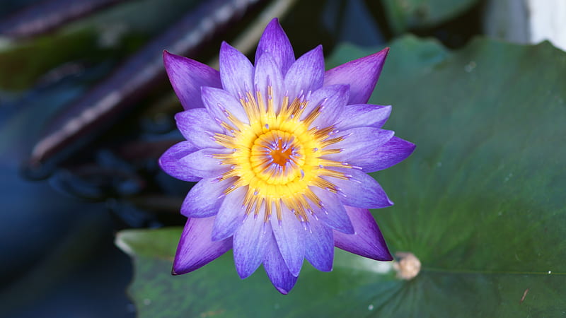 Tropical water lily, Wistaria, Heliotrope, Nymphaea, water lily, Lindsay Woods, 3840x2160, Violet, Flowers, nettaisuiren, Flower, HD wallpaper