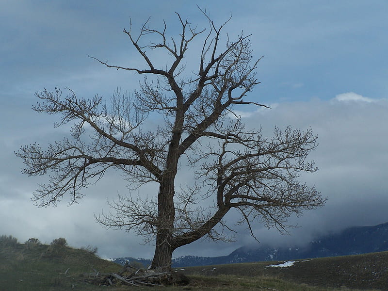 Standing Against the Storm, tree, cloudy, mountains, branches, sky, sentinel, stormy, HD wallpaper