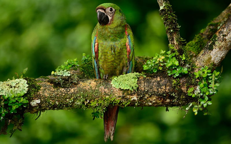 chestnut-haired macaw, parrot, green birds, tropics, beautiful birds, forest, macaw, HD wallpaper